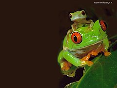 _BB_Red-eyed-TreeFrog copia